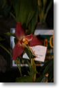 Neu-Ulmer Orchideentage 2012 046.jpg